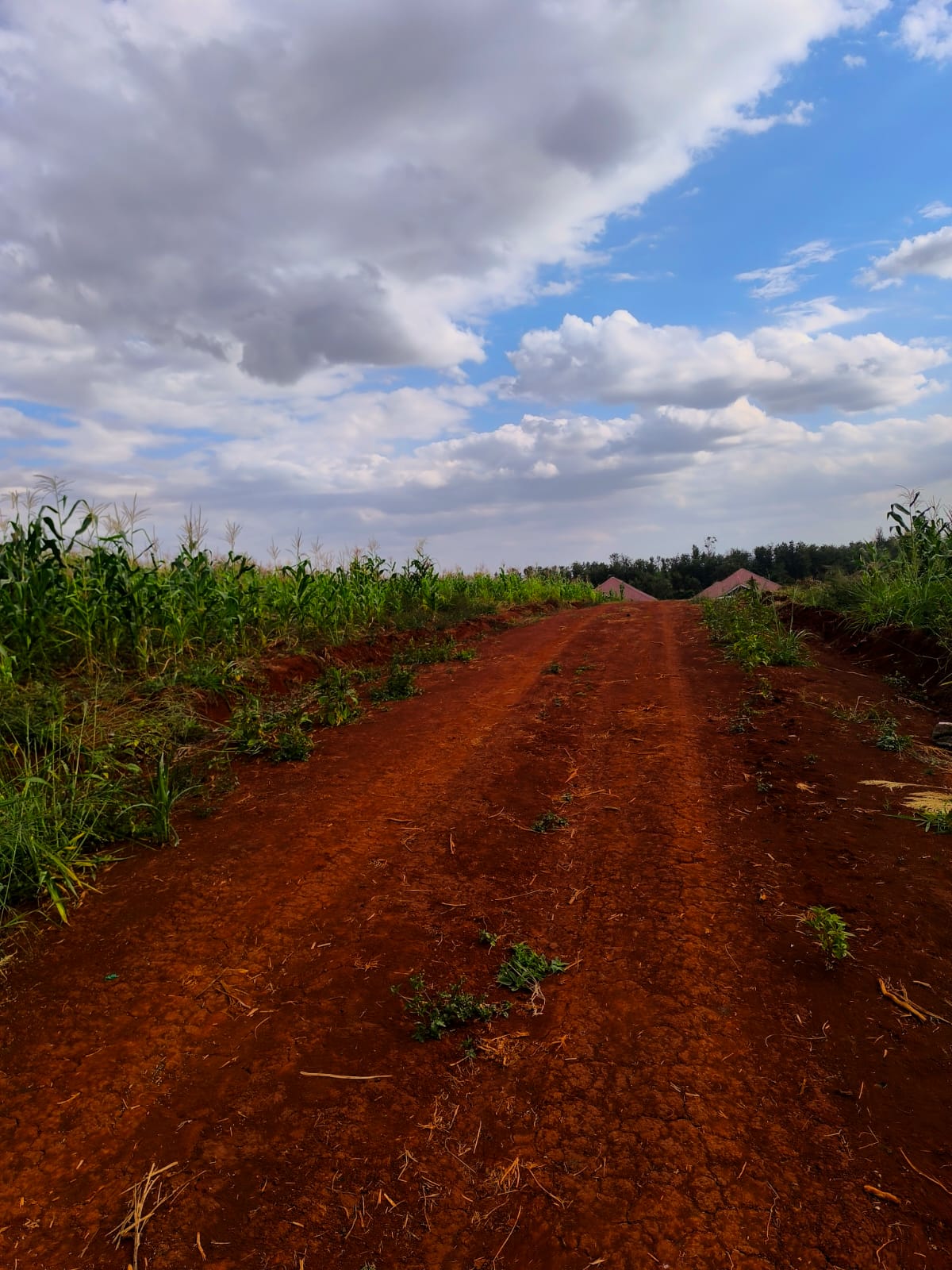 FOR SALE: Prime 1/8 Acre Residential Plots In Ruiru, Kes. 5.5M for sale in Kiambu 
 | Soko Ads